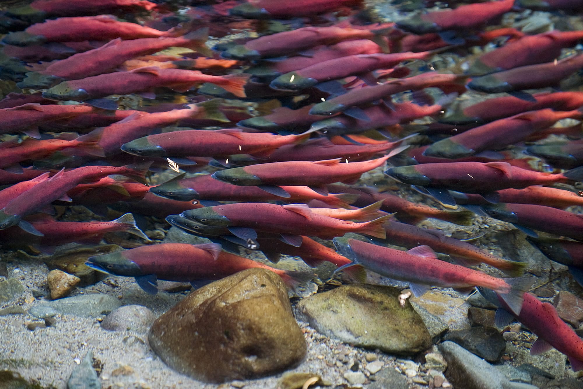 Yale Reservoir's kokanee now spawn in the North Fork of the Lewis River near Swift Dam as well as in Cougar Creek.