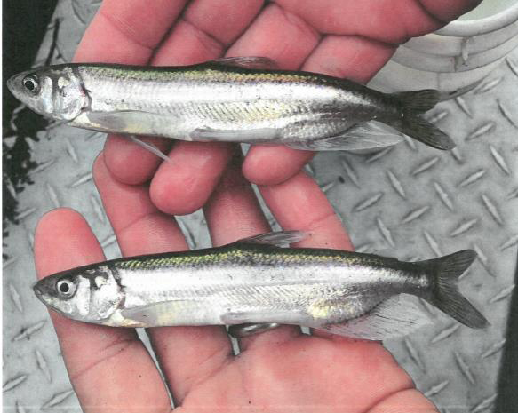 A pair of longfin smelt found in the lower Cowlitz River.