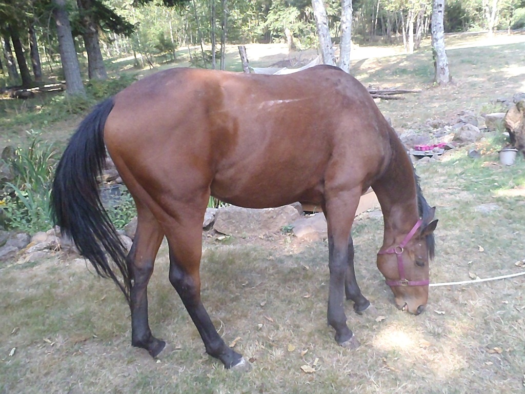 Clark County Animal Control is seeking the owner of this stud colt, found running loose on Wednesday, Sept.