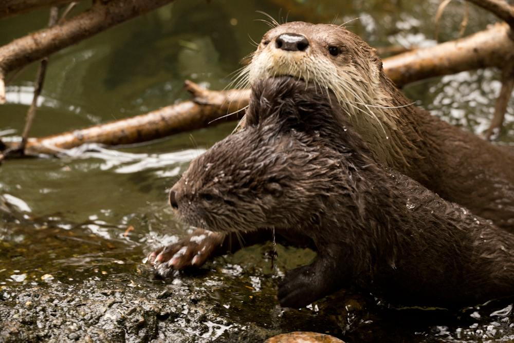 Tilly, a North American river otter, gives her young pup Mo a swimming lesson at the Oregon Zoo.