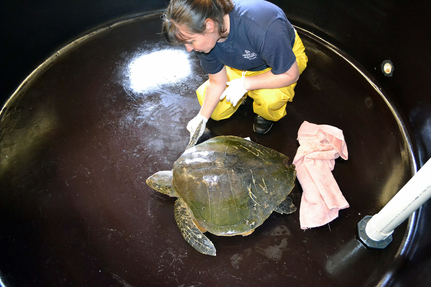 A sea turtle gets treatment at The Oregon Coast Aquarium after washing up onto a Lincoln City, Oregon beach on Monday, Sept. 30. The female olive ridley turtle has been named &quot;Furlough&quot; by the U.S.