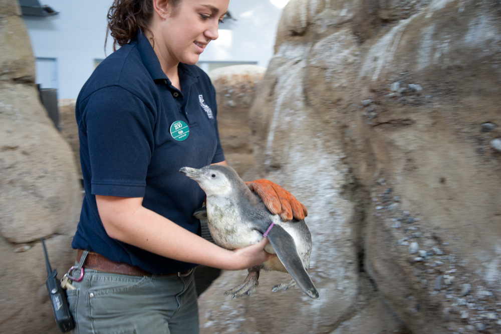 Keeper Kyla Holligan holds a young Humboldt penguin at the Oregon Zoo. The five chicks that hatched this spring have begun to emerge from their nest boxes and explore the zoo's penguinarium.