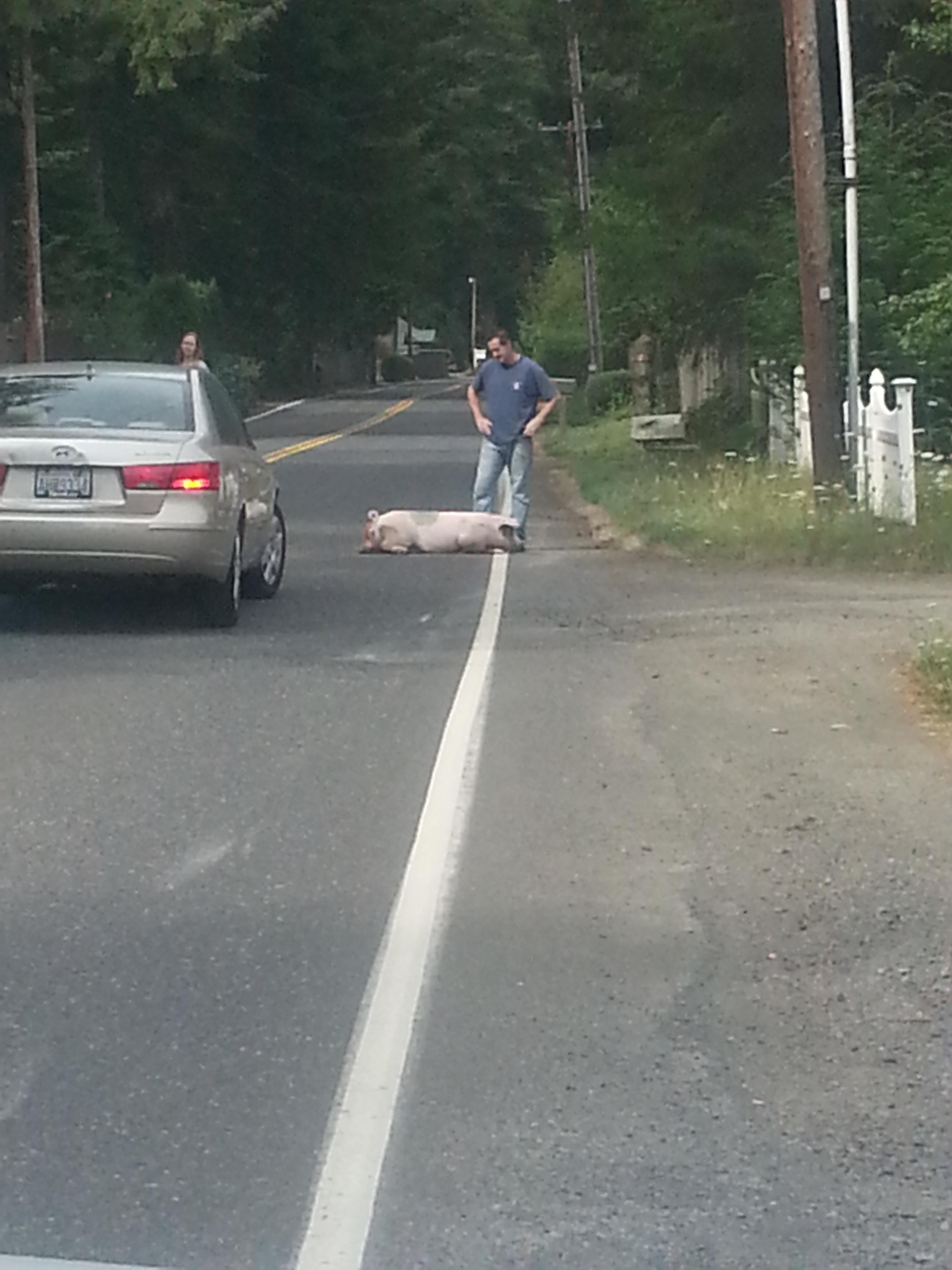 A pig fell out of a truck, blocking traffic on Washougal River Road for about an hour and a half Wednesday morning.