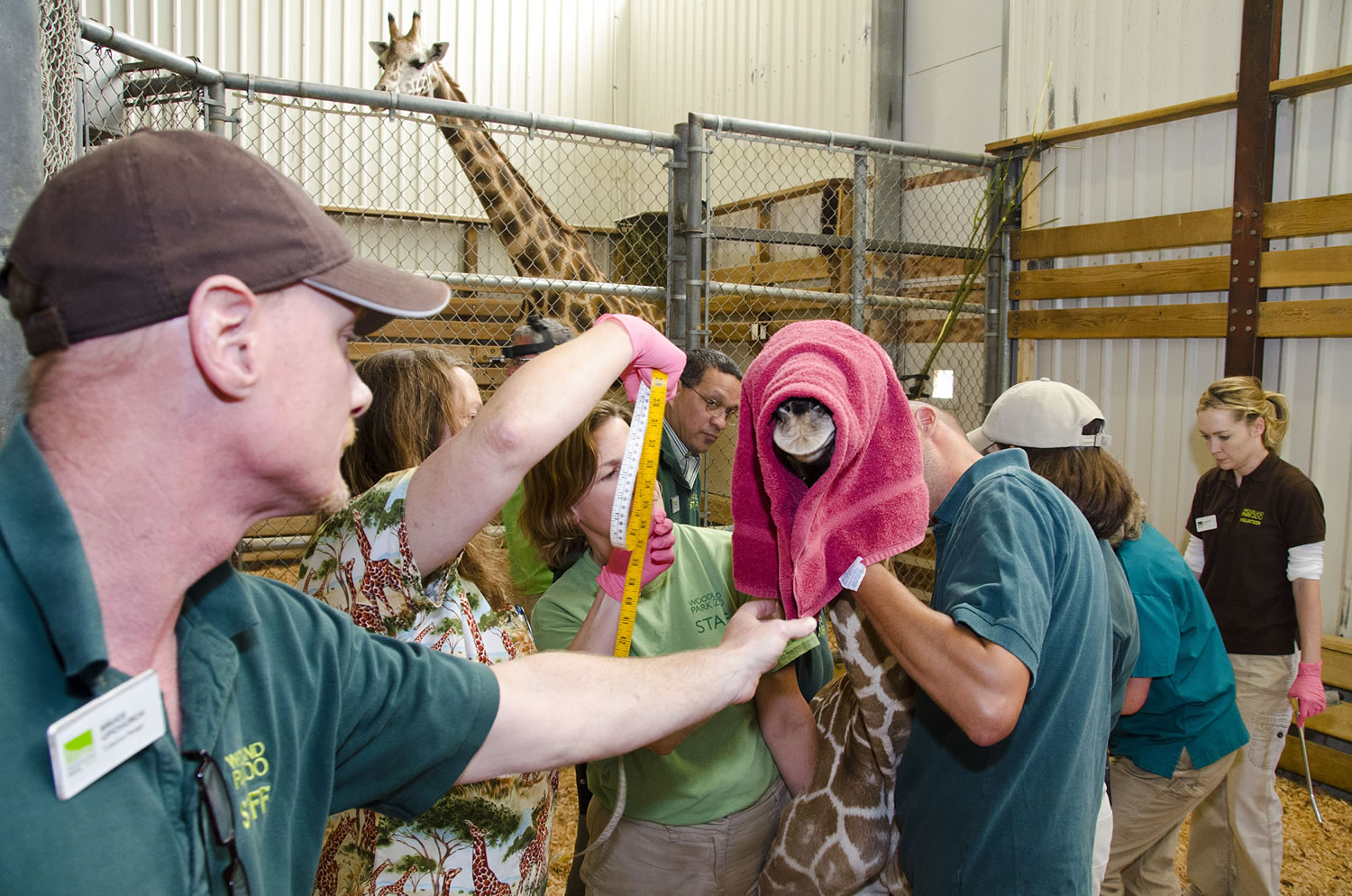 Woodland Park Zoo's 2-day-old baby giraffe is a boy!