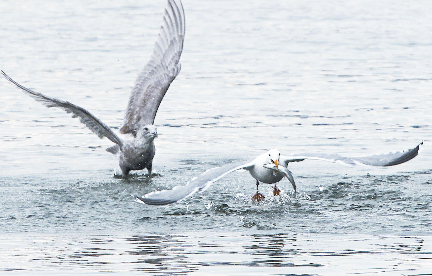 These gulls were looking for a meal in the Columbia River near County Line Park west of Longview.
