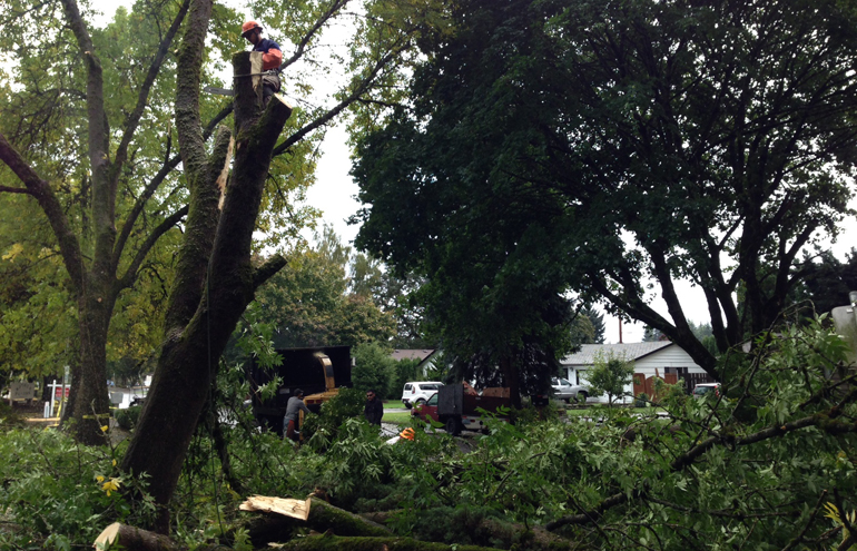 Alex Martinez of 4A's Tree Services cuts a damaged tree with a chain saw this morning.