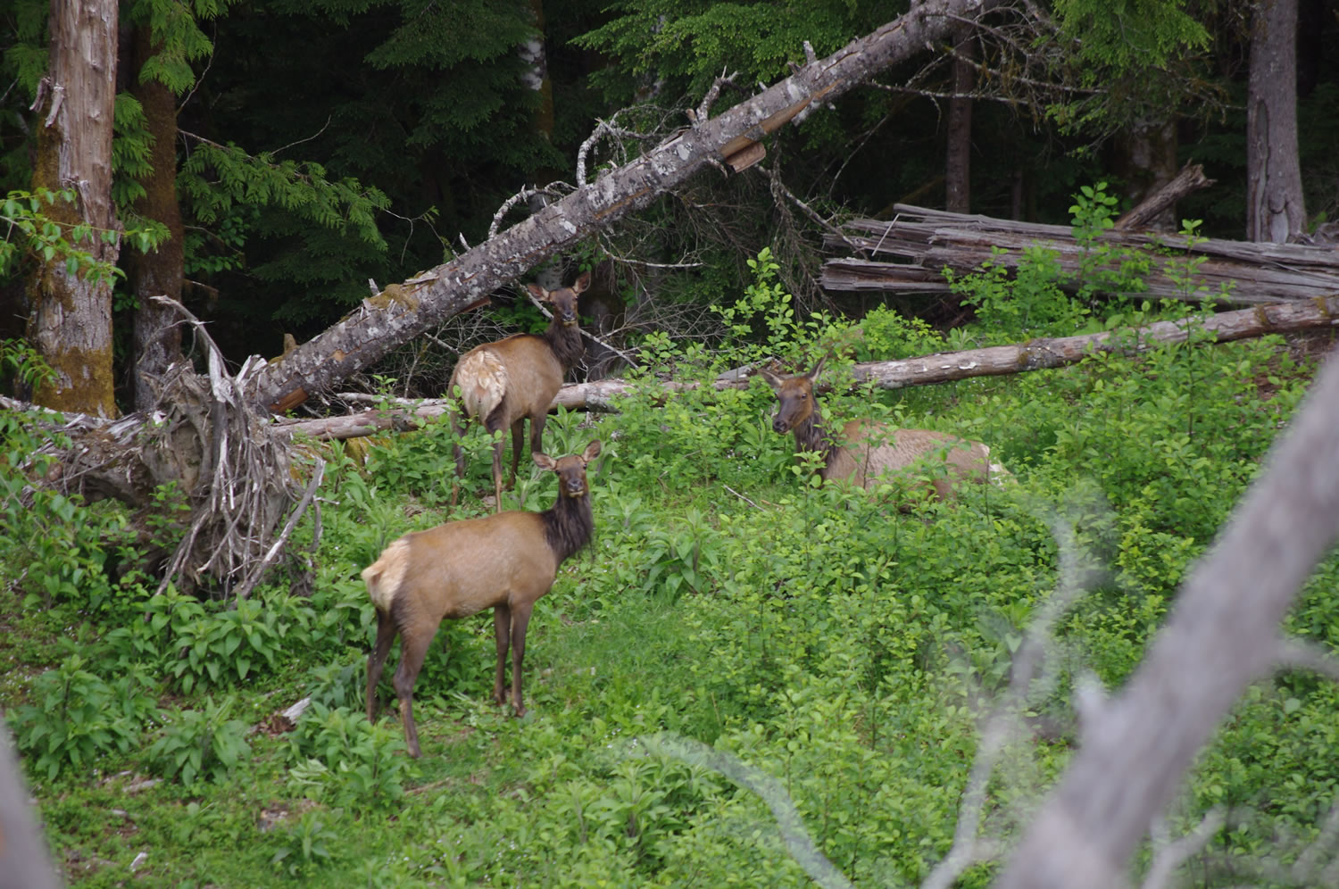 A trio of elk lounge in a portion of the 2,100 acres north of Swift Reservoir purchased by PacifiCorp as wildlife habitat.