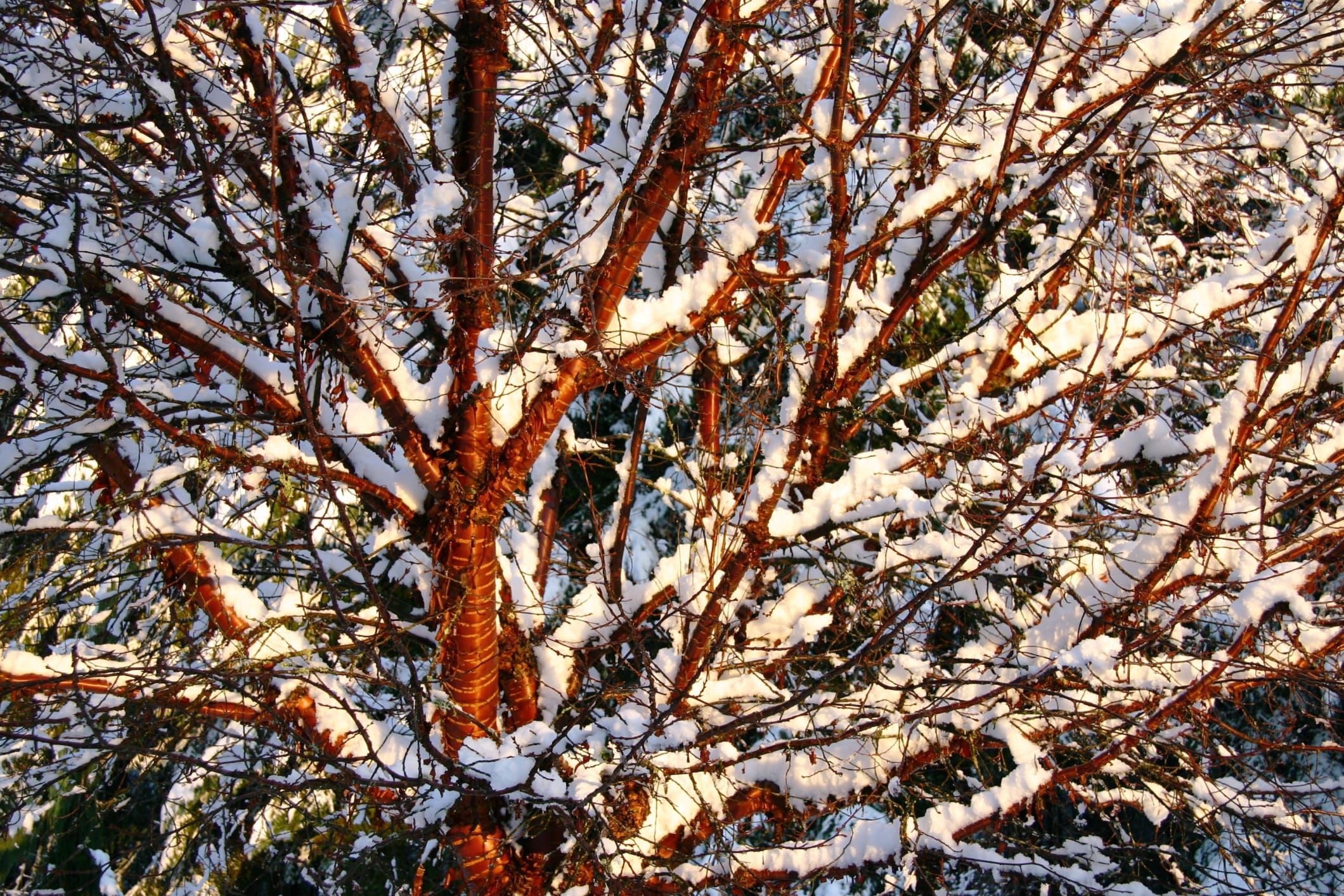 Robb Rosser
Snowfall creates a magical moment in the branches of the Tibetan Cherry tree.