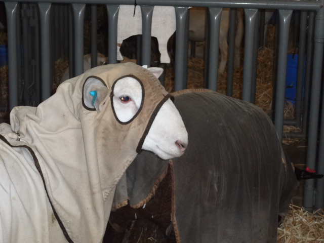 Sheep hang out in the barns on the opening day of the 2013 Clark County Fair.
