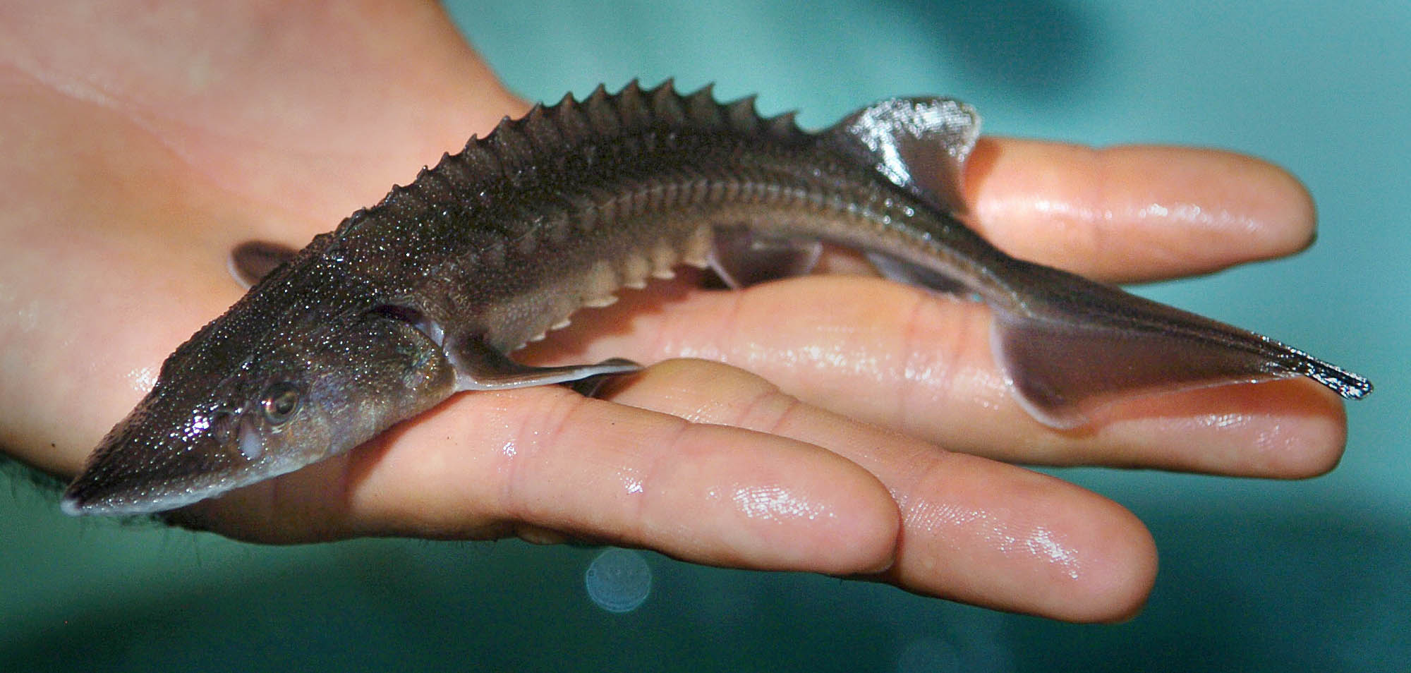 Production of young sturgeon in the lower Columbia River appears to be suffering.