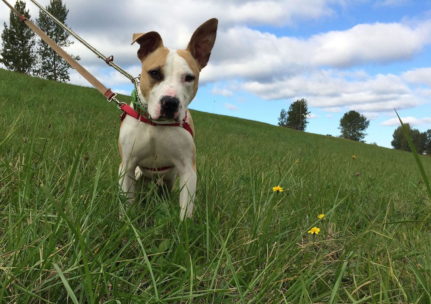 Gatsby is a handsome 1 1/2 -year-old terrier who&#039;s eager to explore the world with a new family. He&#039;s an active dog and would make a great hiking or running buddy. At day&#039;s end, he wants to relax in a calm home. Gatsby will be a loyal and affectionate companion for his new family.