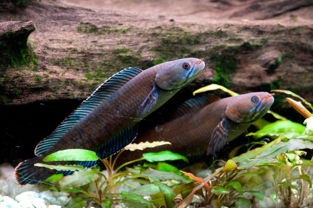 The Channa andrao snakehead fish can live on land for four days at a time.