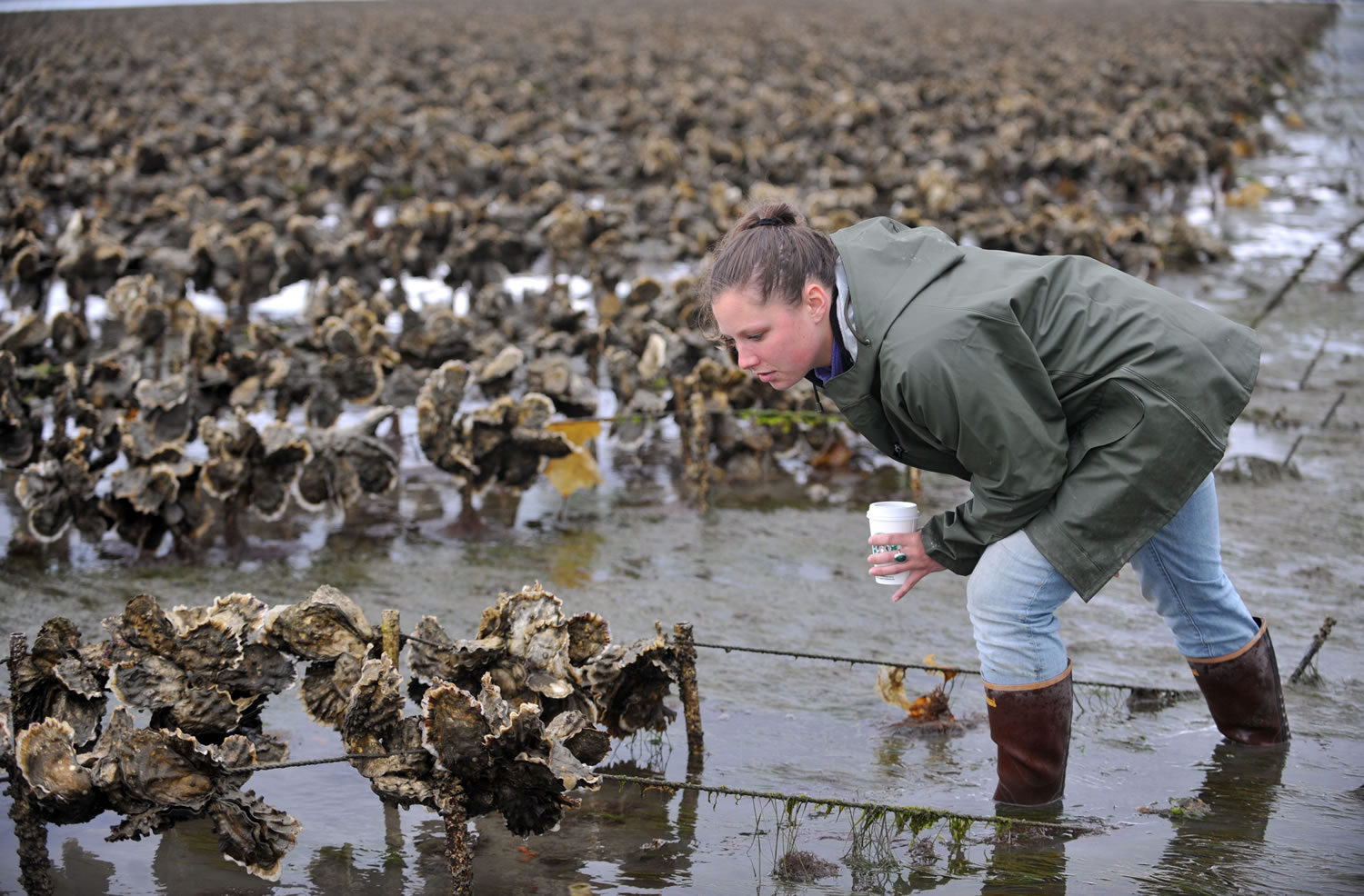 Retail manager Irene Fadden looks at oysters at Taylor Shellfish Farms at Samish Bay in 2010. They grow oysters and clams on 1,700 acres in the bay south of Bellingham. (Philip A.