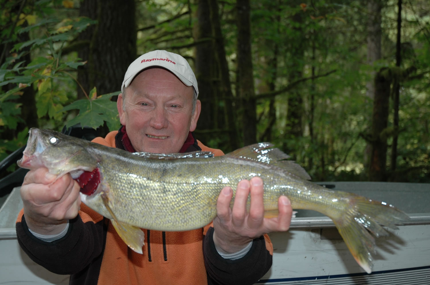 Dick Borneman of Vancouver with another of his walleyes taken off Ough Reef of the Columbia River at Washougal.