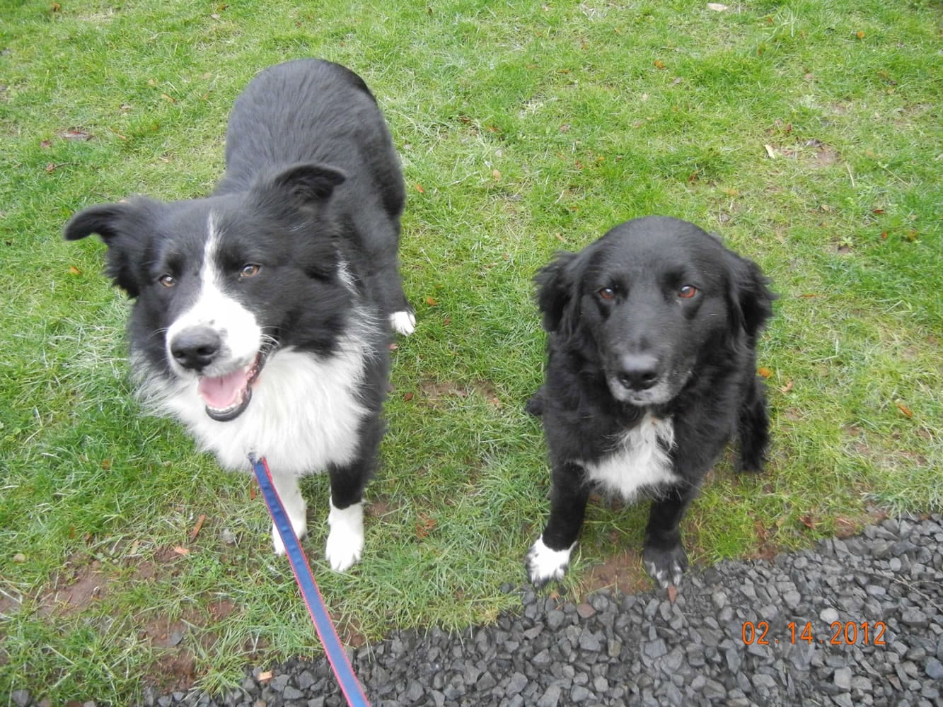 Border Collies Ben (left) and Bella (right) are happily back together under one roof. They were among the dogs that belonged to Steven Stanbary, of Washougal. Stanbary set fire to his house after killing his wife and her twin sister Dec. 7. Ben and Bella were reunited on Super Bowl Sunday after Jeff and Belinda Hickey brought Bella to the West Columbia Gorge Humane Society dog shelter to see Ben. &quot;We were just curious about him to begin with,&quot; Belinda Hickey said. &quot;We've always had dogs. We were enjoying Bella.