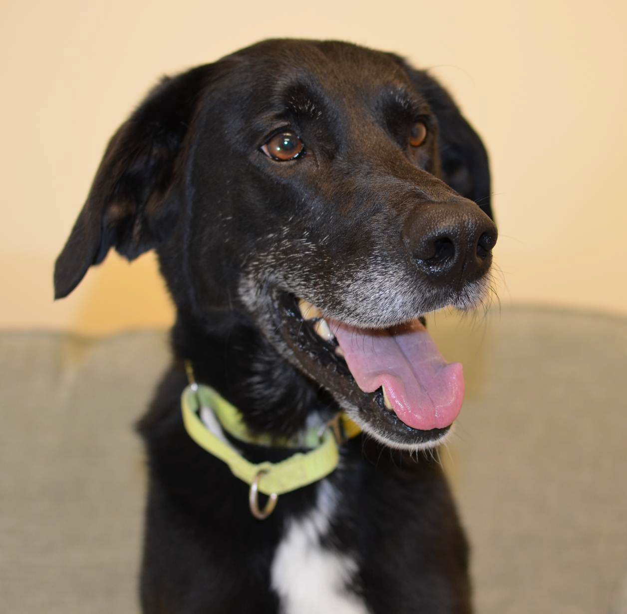 Parker is a sweet 4-year-old greyhound/Labrador mix.