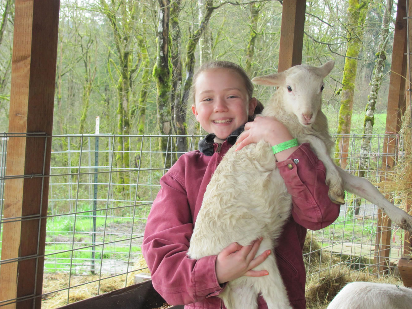 Kiara holds Tina, one of her sheep, at the family home in Washougal.