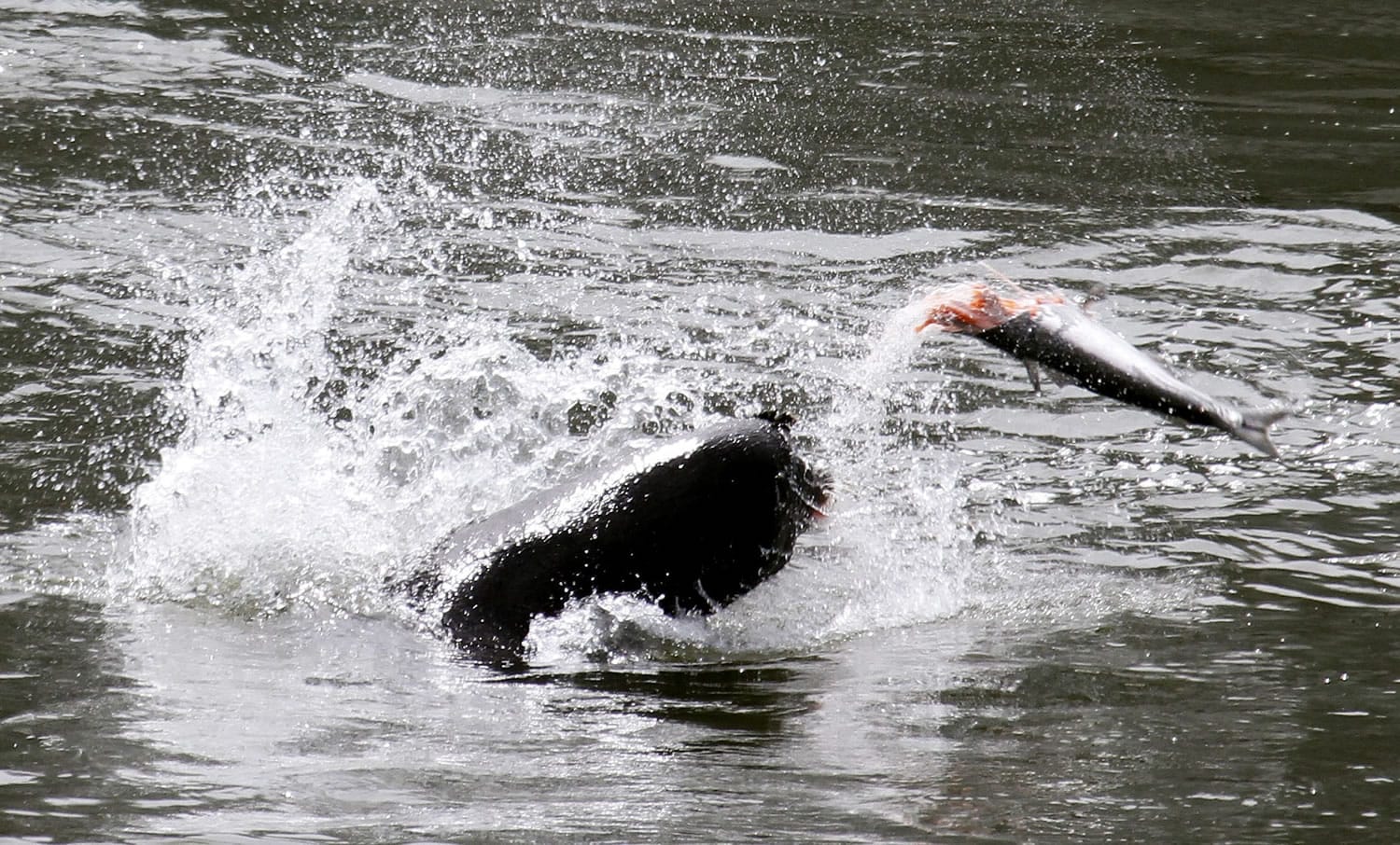 A sea lion kills a salmon downstream of Bonneville Dam in the Columbia River.