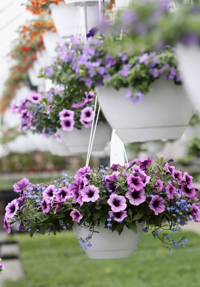 It can be hard to keep plants in hanging baskets thriving as the pots don't hold much water and hanging in the air causes them to dry out faster.