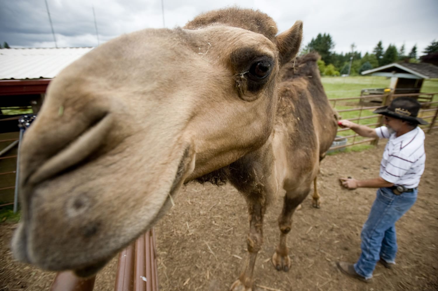 Curly the Camel is groomed by owner Jeff Siebert at his La Center area farm June 30, 2011.