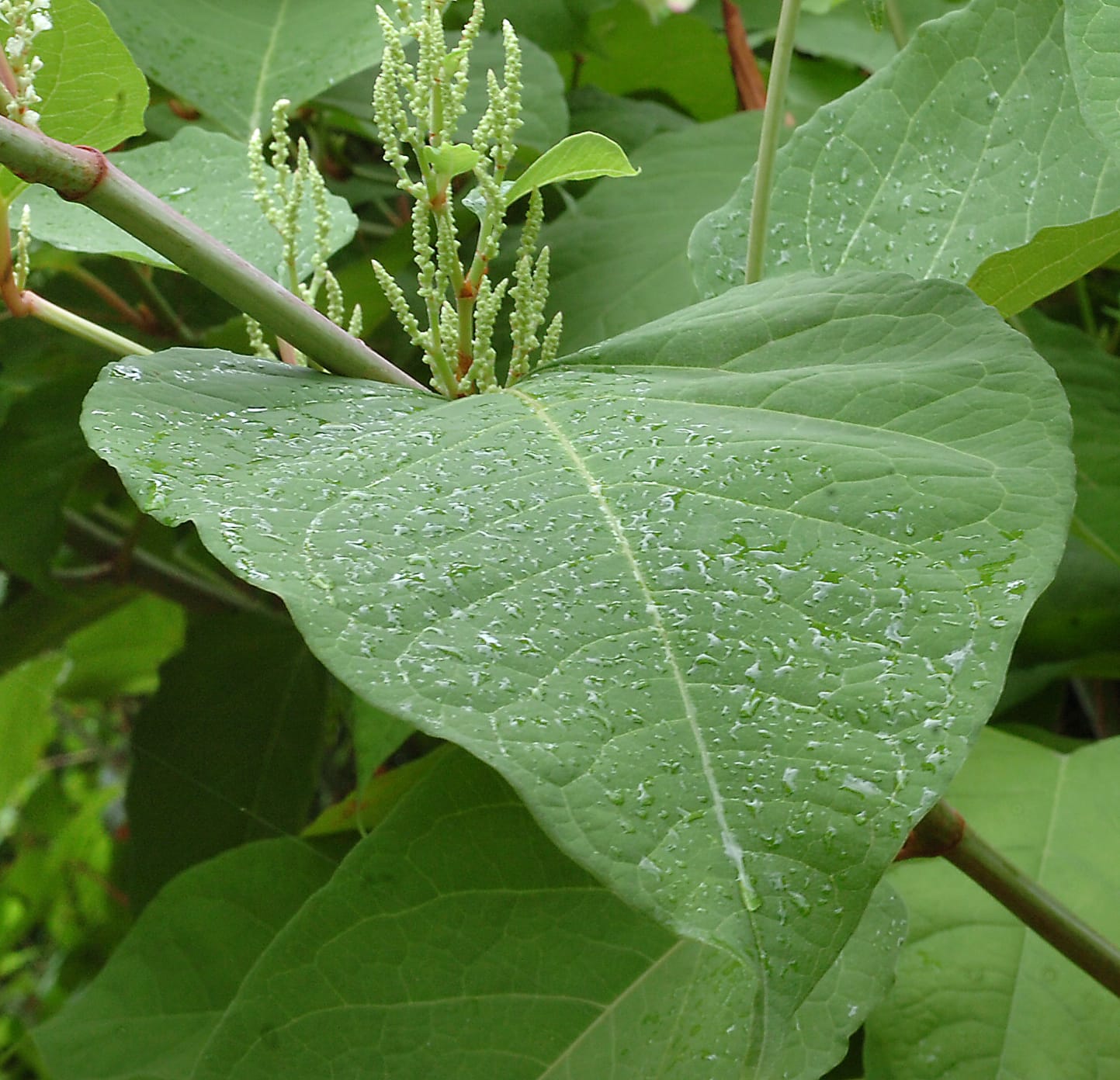 Japanese knotweed is an invasive species that thrives near water.