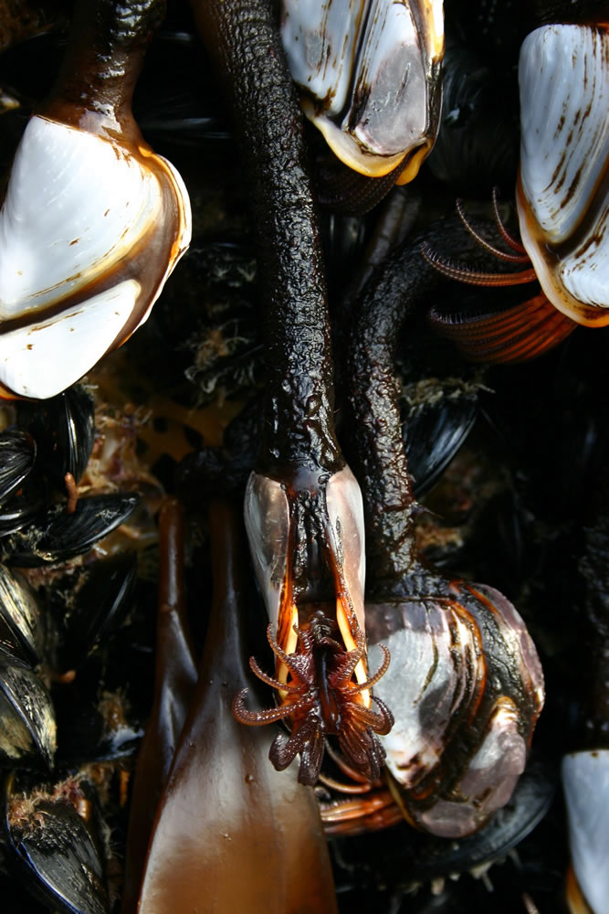 This photo, taken by the Oregon Park and Recreations Department Thursday, June 7, 2012, shows exotic mussels attached to a dock float that washed up on Agate Beach Tuesday near Newport, Ore.