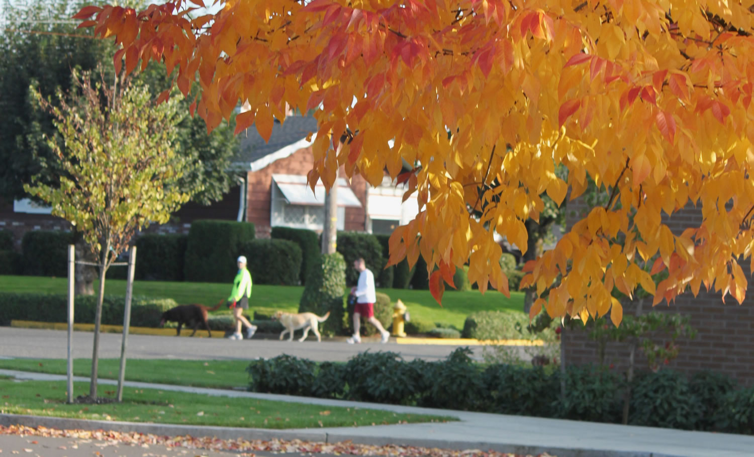 A perfect fall Sunday afternoon greeted these walkers, who took advantage of the beautiful weather to take their dogs on a stroll through the neighborhoods surrounding Doc Harris Stadium and Hayes Freedom High School.