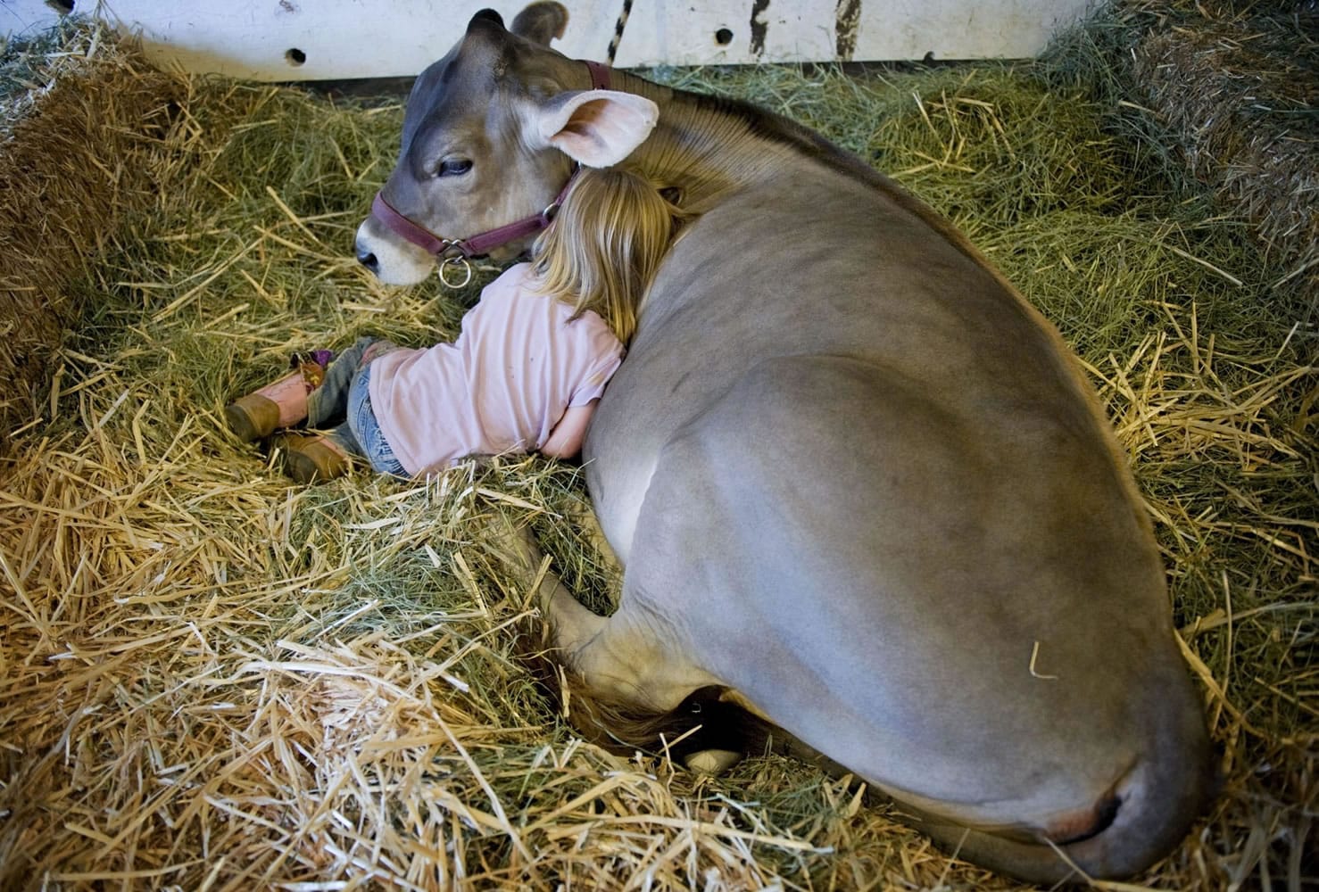 Alison Will, 3, curls up next to her brother's calf, Ellie, at the Clark County Fair in 2009.