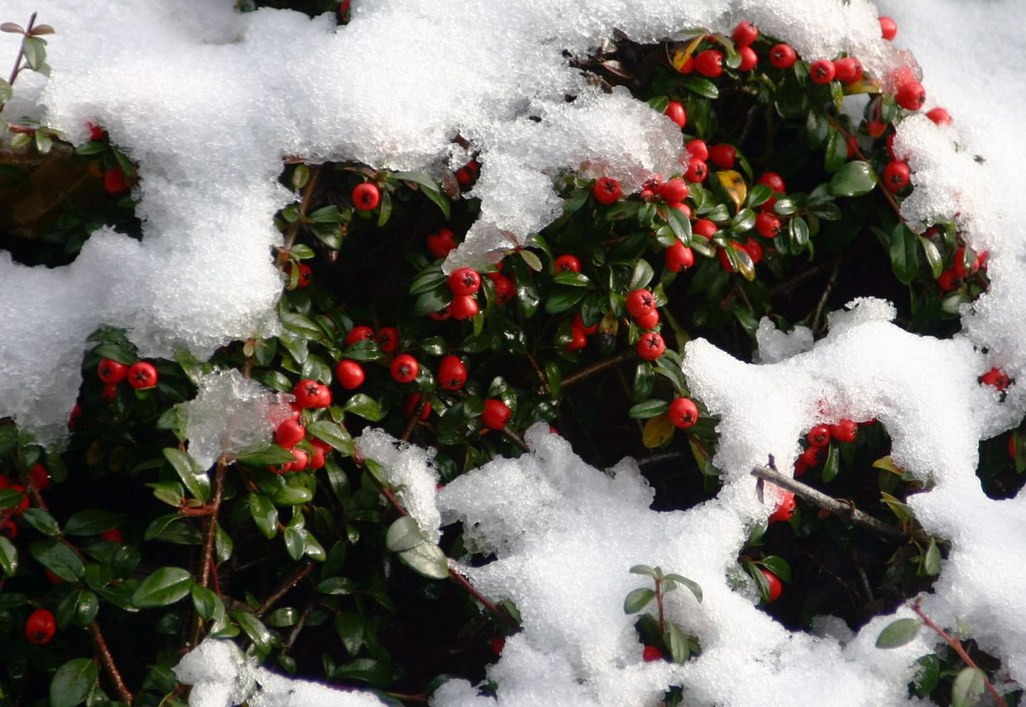 An undulating ground cover planting of Cotoneaster horizontalis takes on a festive persona after an early winter snowfall.