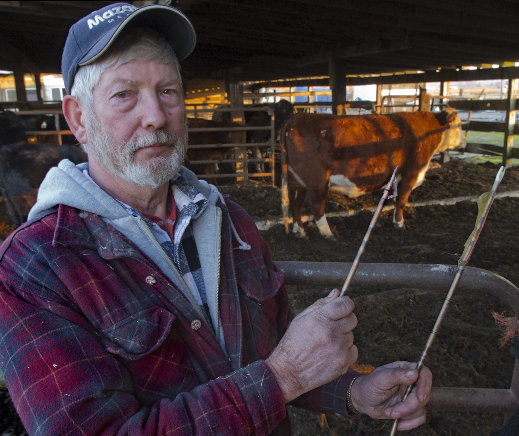 Rancher Bob Smith holds two pieces of an arrow that was shot into the cow standing at right last Sunday night.
