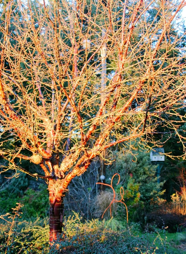 Prunus serrula, also known as Paperbark Cherry or Tibetan Cherry, glows in the light of the midwinter sun.