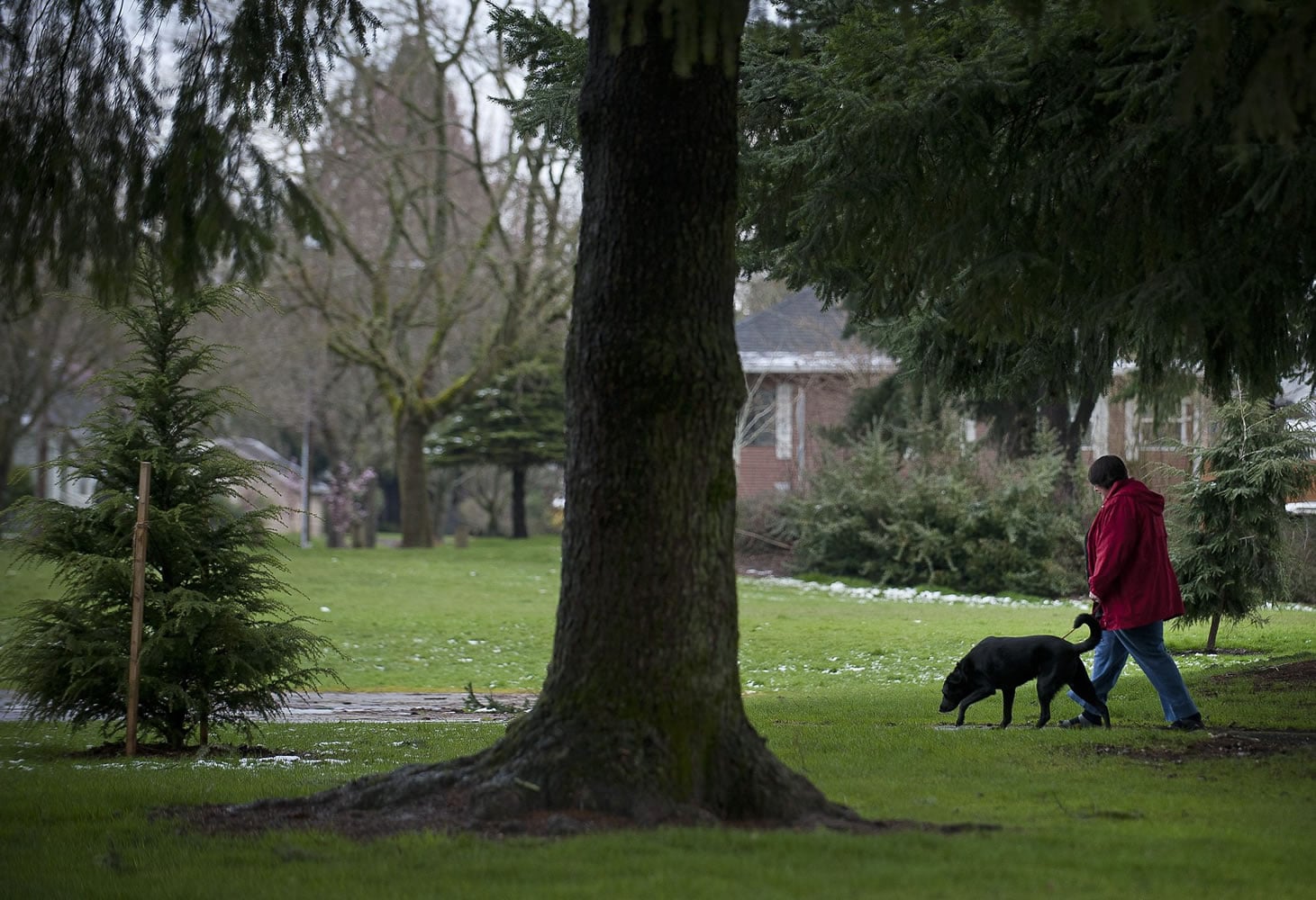 Zachary Kaufman/The Columbian
Ann Bryan walks her friend's dog, Quincy, at John Ball Park on Thursday. Bryan, who lives across the street from the park, says that she enjoys the green space, but doggie clean up bag dispensers &quot;would be nice.&quot;