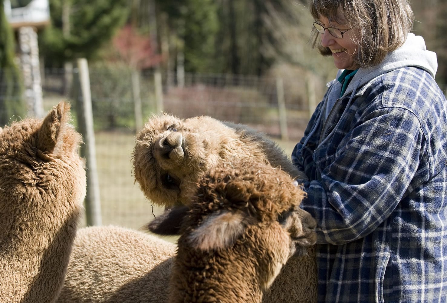 Photos by Steven Lane/The Columbian
Ruthie Gohl of Columbia Mist Alpacas in Woodland said each animal in her herd has a unique personality.