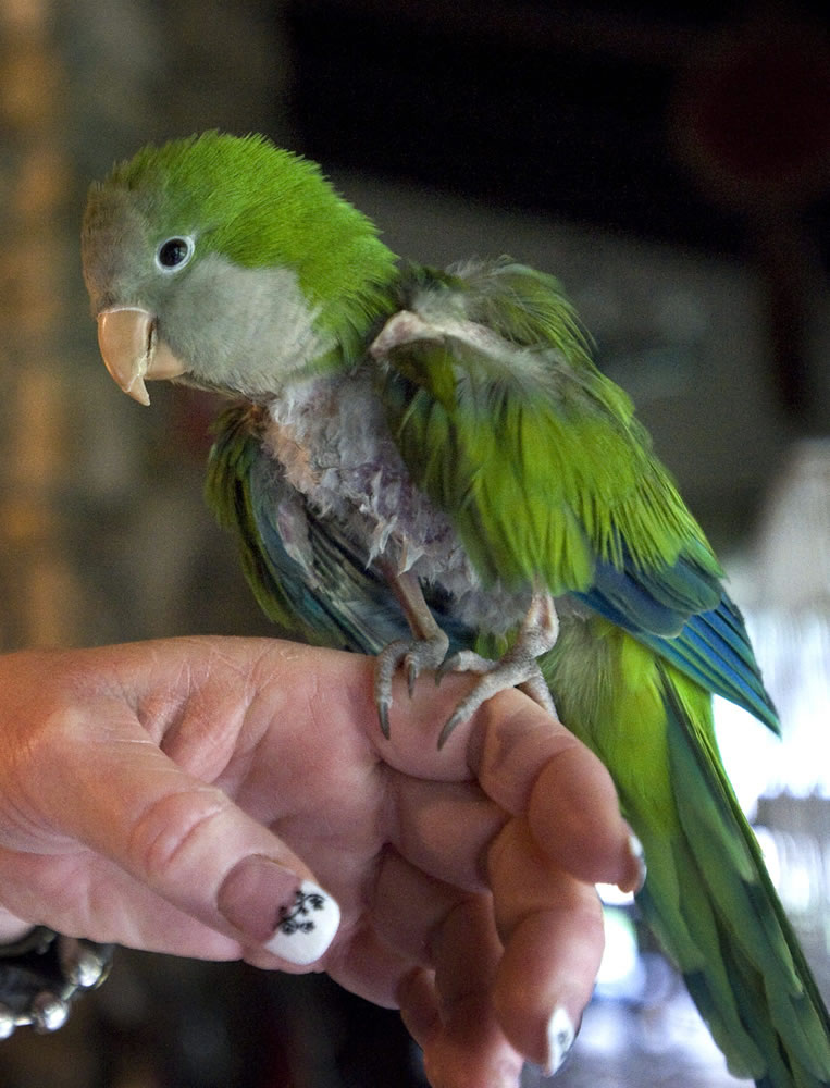Doc the parrot perches on his owner Brenda Wilson's hand. Ten years ago, the parrot was an anxiety-ridden threat to itself.