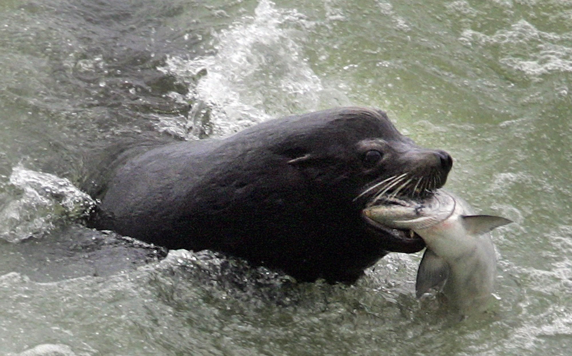 In this April 12, 2007 photo, a sea lion catches an endangered Chinook salmon migrating up the Columbia River just below the spillway at Bonneville Dam