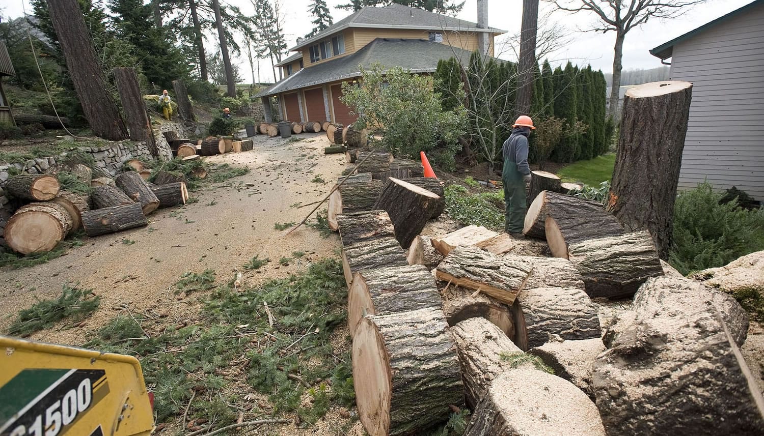 A crew from Pa's Tree Service turns a downed tree into next year's firewood.