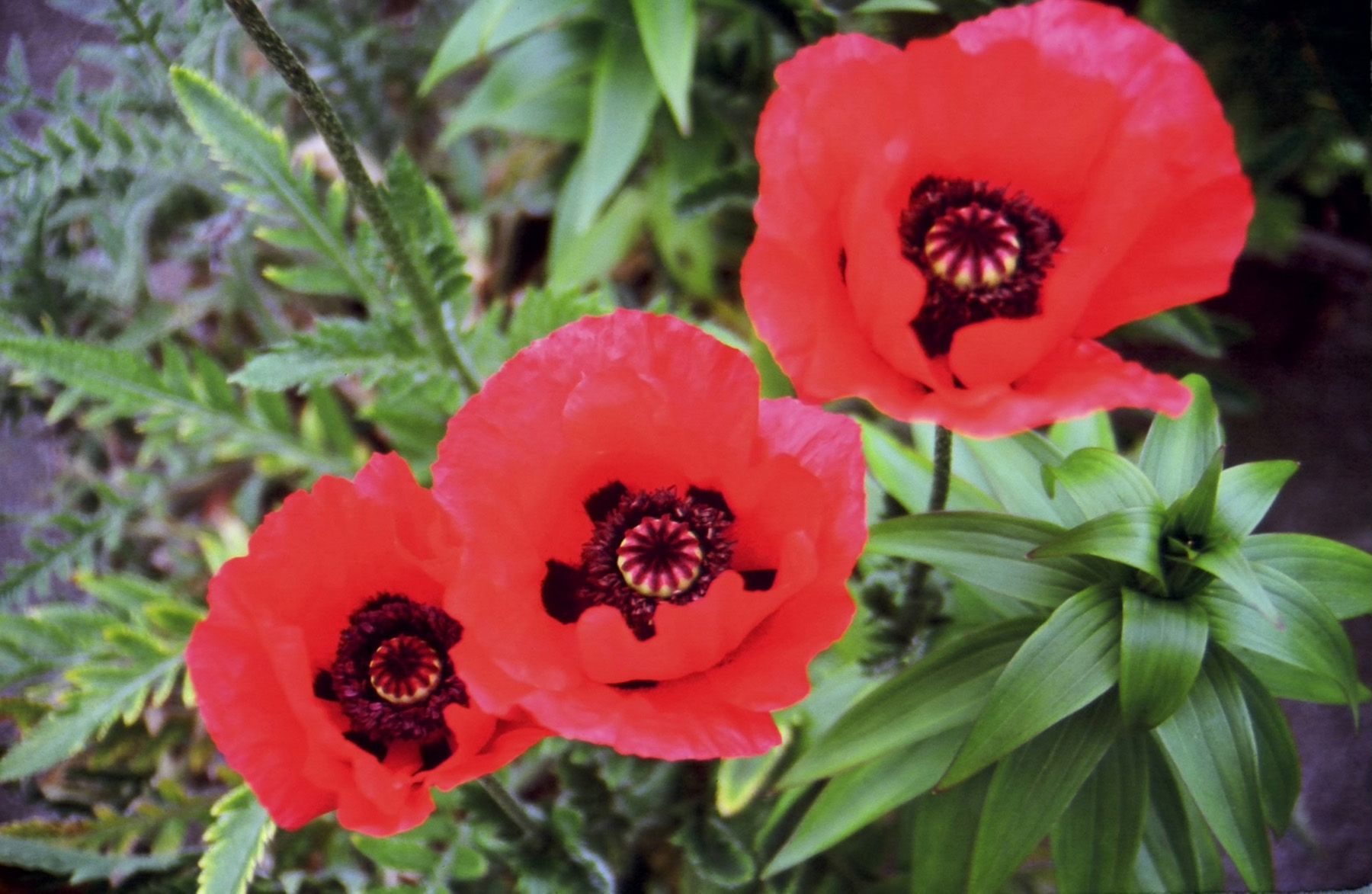 For a moment in June the Oriental poppy appears to be the perfect perennial for flower, form and color.