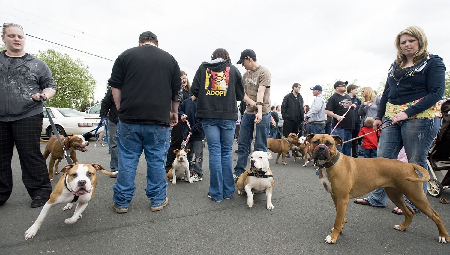 The dozens of pit bulls barked, but did not bite, during Wednesday's protest.