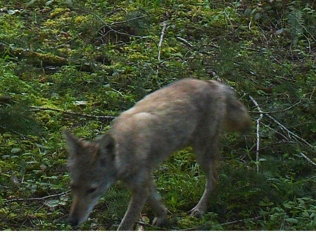 A coyote prowls near a Battle Ground home.