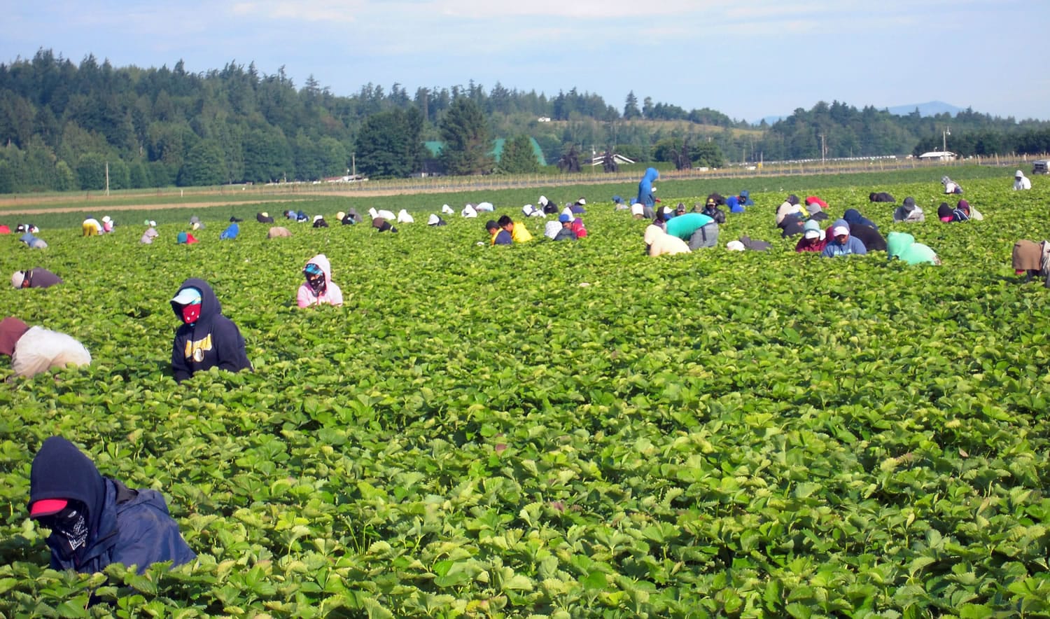 Employees pick strawberries on Steve Sakuma's farm outside of Burlington. On a hot mid-July morning, they wear long sleeves and pants, hoods, gloves and face masks as protection from pesticides.