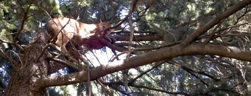 A young female cougar relaxes 12 feet up a tree Monday morning just south of the Veterans Medical Center -- Vancouver, 1601 E. Fourth Plain Blvd.