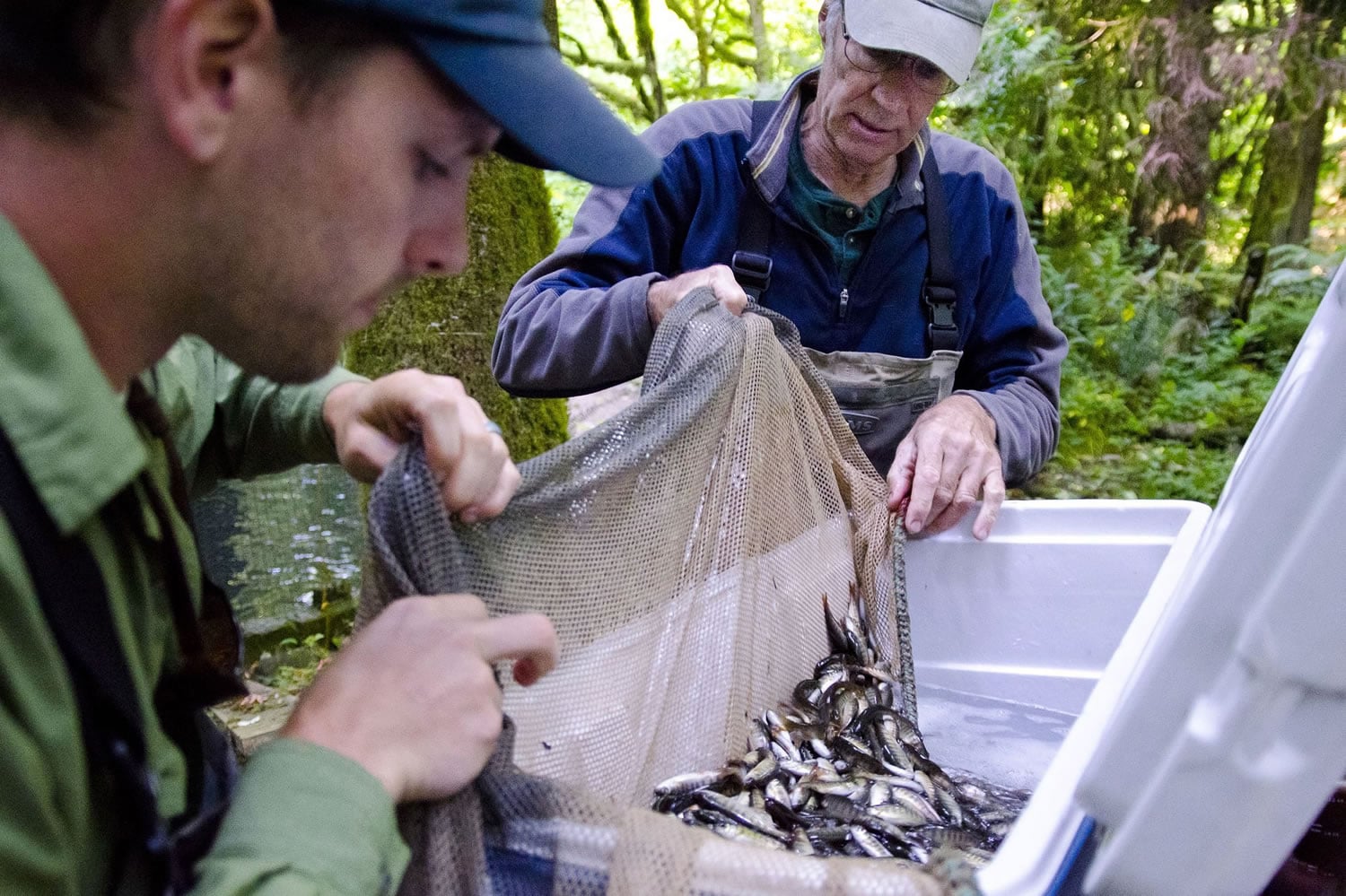 Brice Crayne, a field technician at Clark Public Utilities and assistant at Northwest Wild Fish Rescue, left, helps Dave Brown move fish from a man-made fish habitat outside Battle Ground this week.
