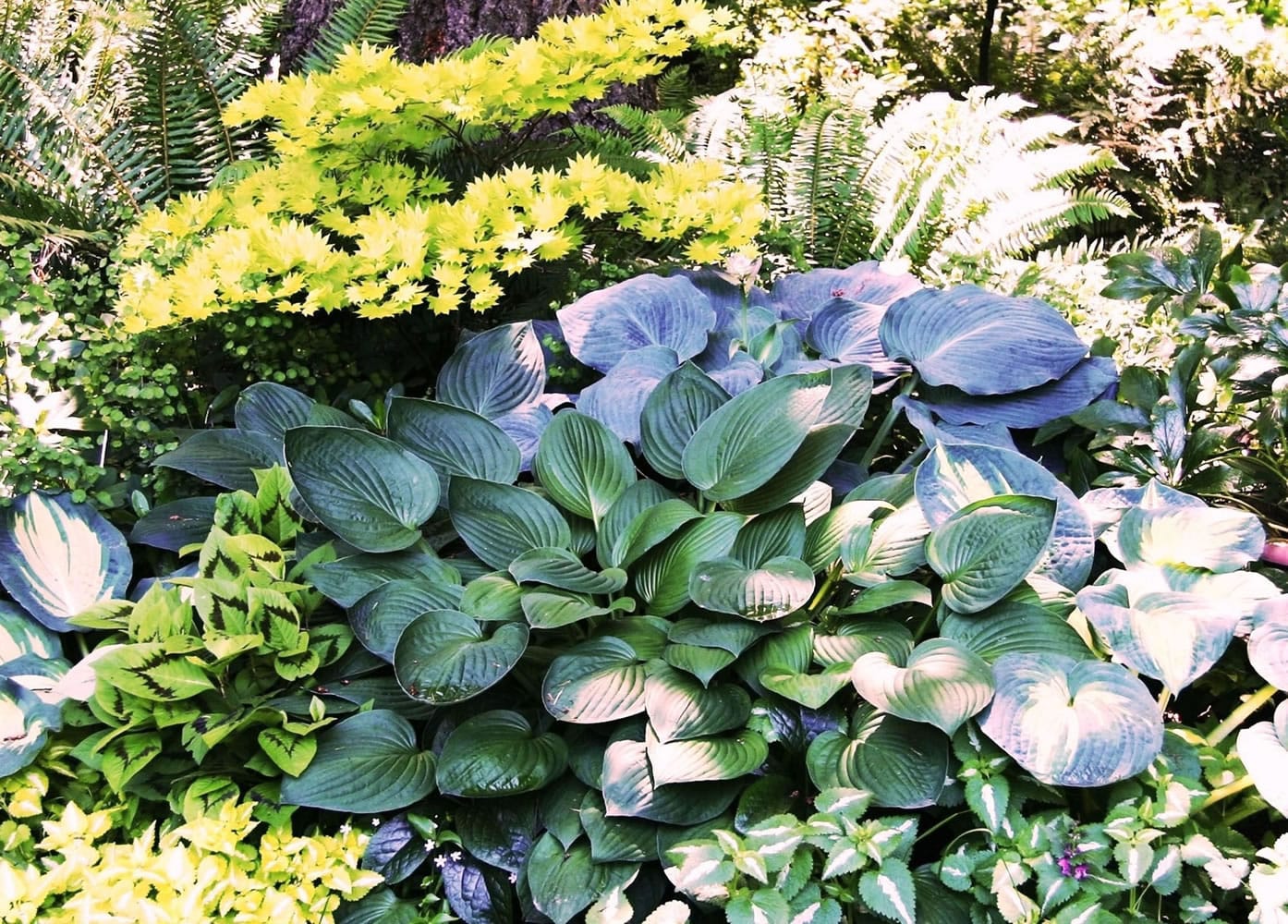 Under a canopy of Douglas fir, a mix of hostas and hardy perennials forms an intricate patchwork of mottled light and shade.