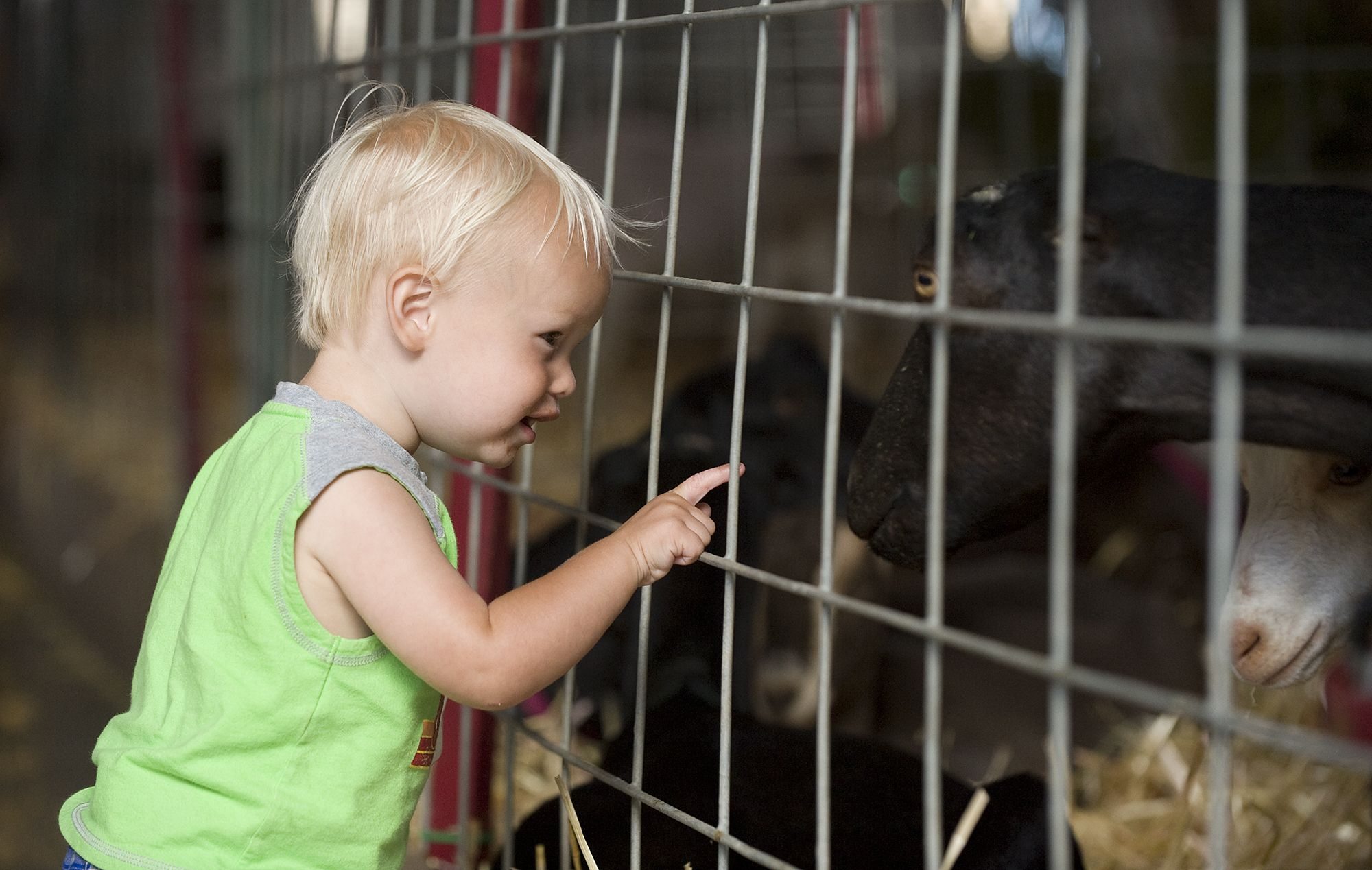 Dominic Dow, 22 months, of Vancouver greets a goat Sunday, the last day of the Clark County Fair.