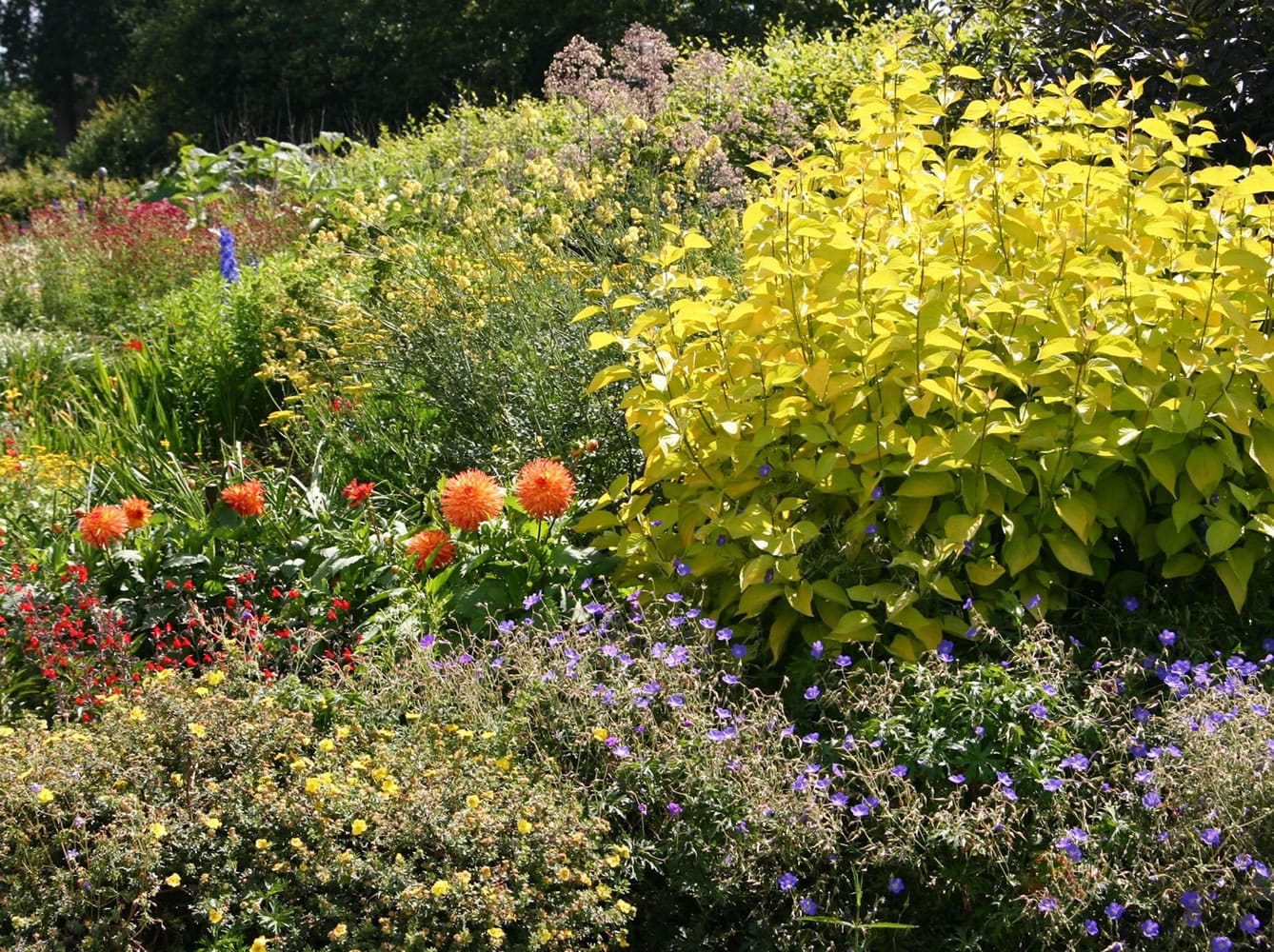 There is always work to do and deadheading is one necessary chore for a productive and tidy garden.
