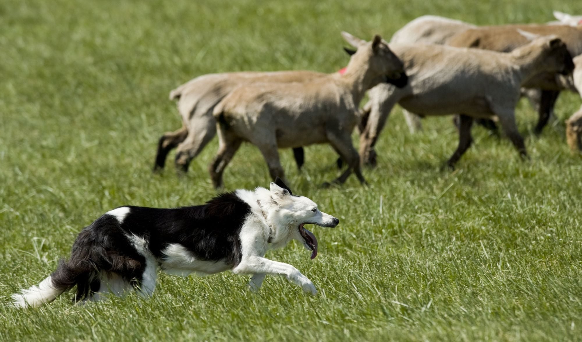 Tess hustles to move the 20 lambs through the Lacamas Valley Sheepdog Trial course. She and handler Lavon Calzacorta will head to the national competition in Colorado next month.