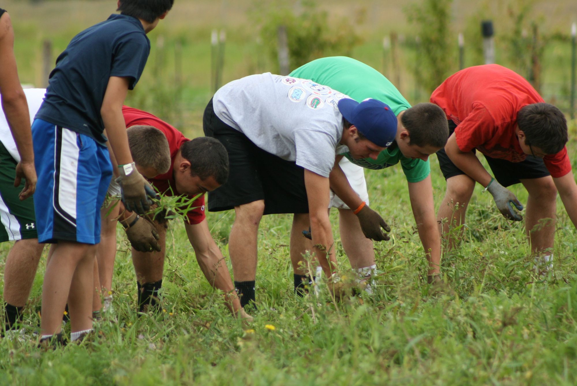 High school football players, cheerleaders, coaches and parents tackle weeds at the 78th Street Heritage Farm in Hazel Dell.