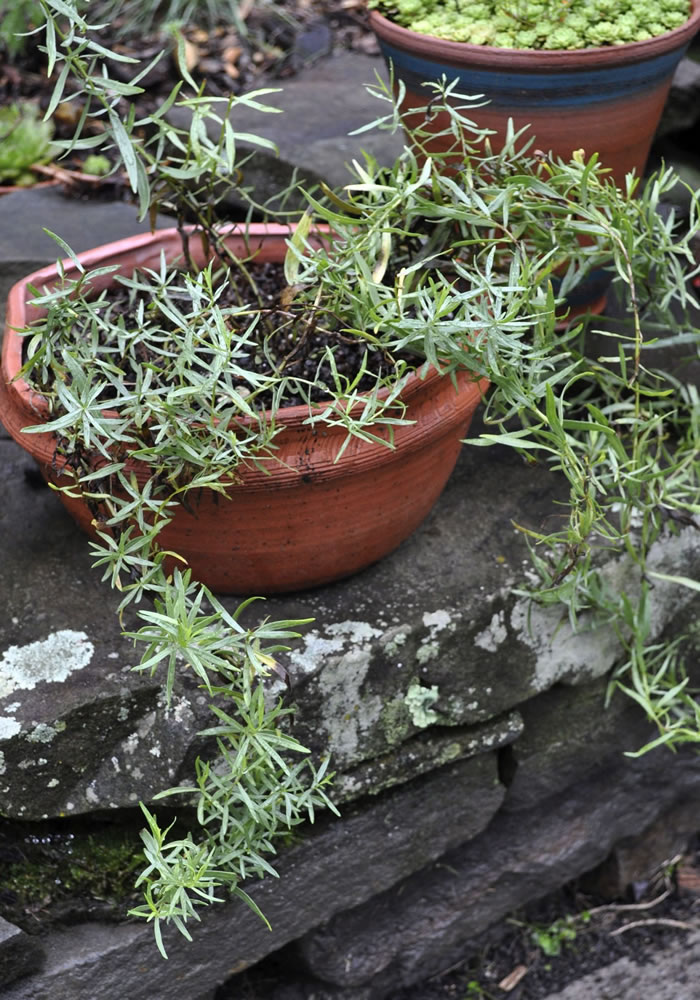 Although few people grow tarragon, it's an easy herb to grow.