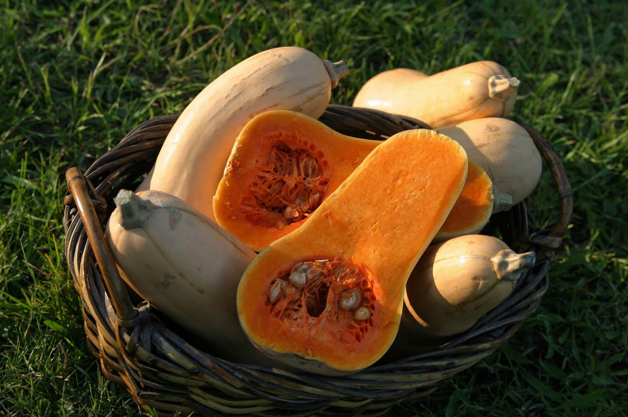 The natural sweetness of butternut squash makes it a wonderfully versatile ingredient.