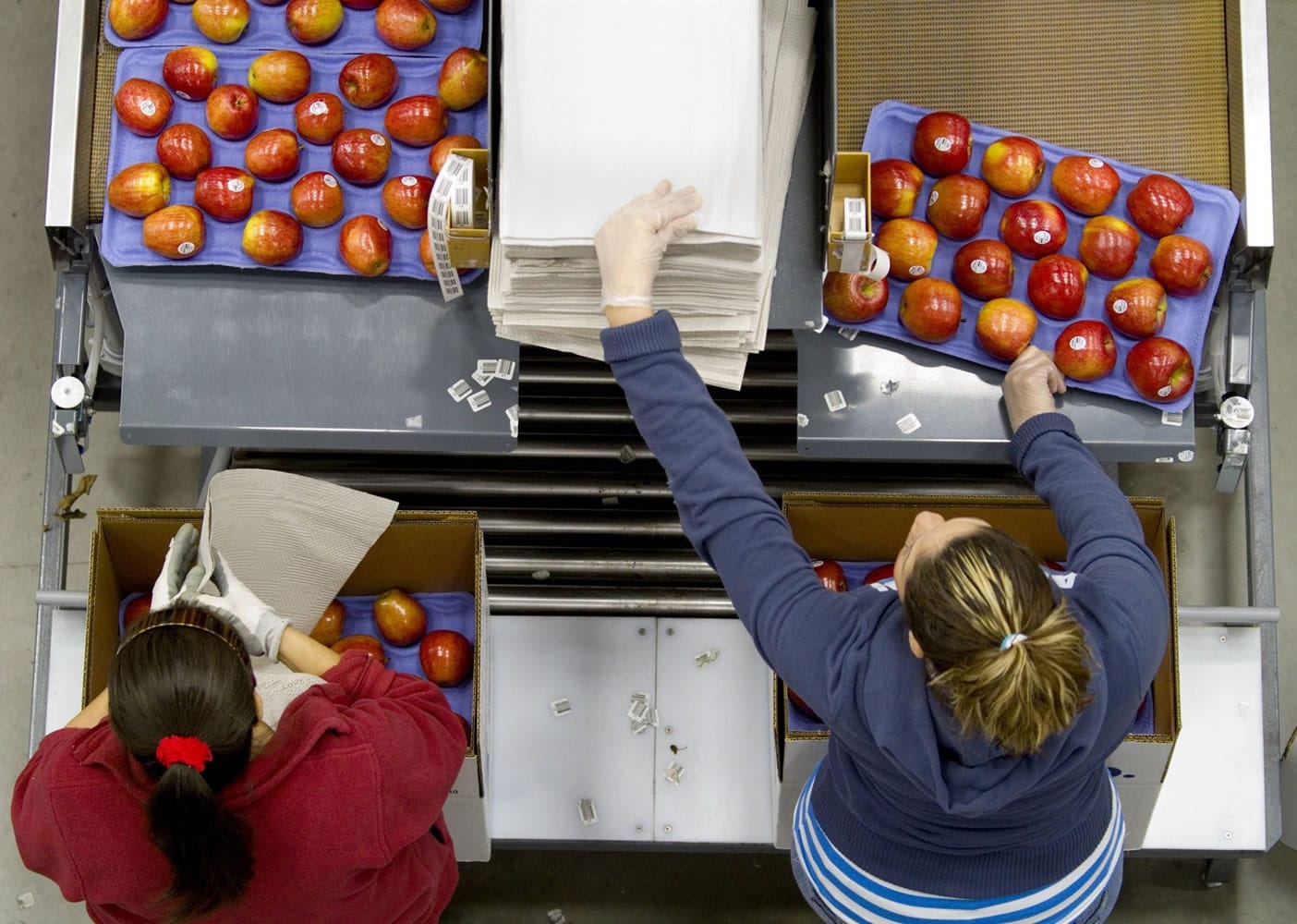 Apples are packed into boxes before they are shipped from Washington Fruit &amp; Produce Co.